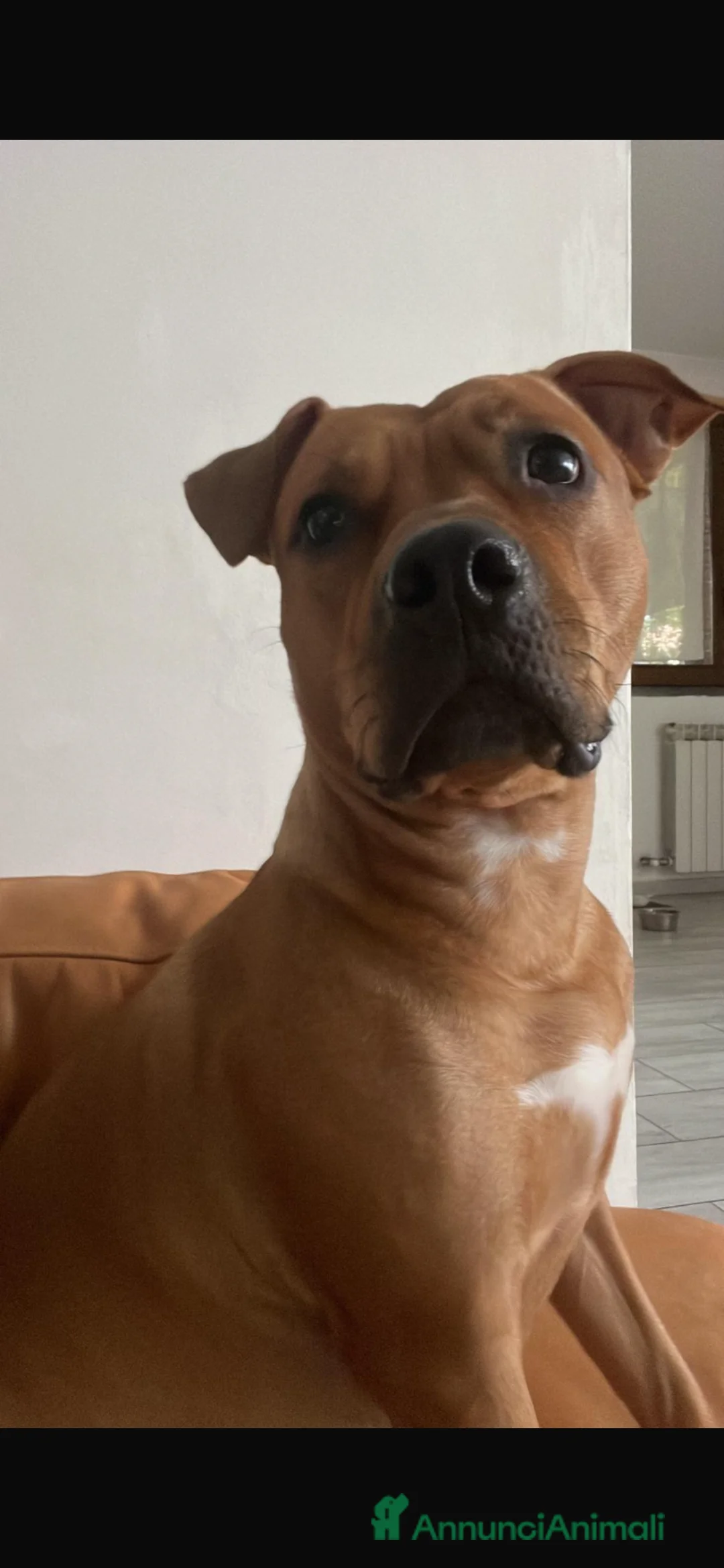 American Staffordshire cani in vendita: Cucciola staffy - Annuncio 6