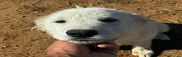 Meticcio cani in regalo: Mirtilla dolce cucciola 4 mesi cerca casa - Annuncio 4