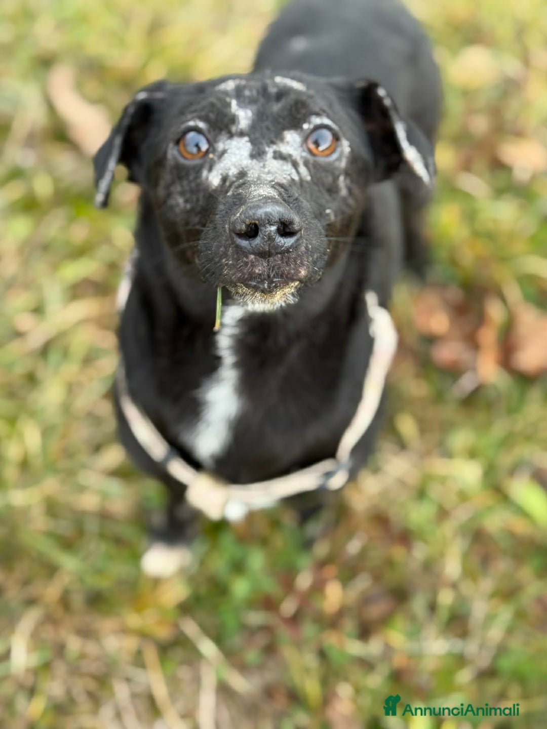 Meticcio cani in regalo: NOAH, dolce nanetto spennacchiato! Tg PICCOLA. - Annuncio 8