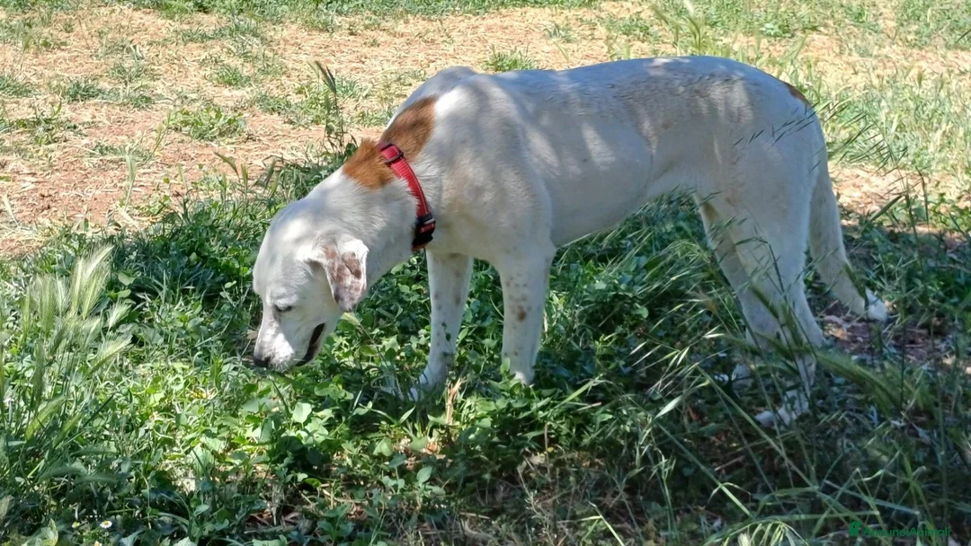 Meticcio cani in regalo: Lulù splendida cagnolina - Annuncio 2