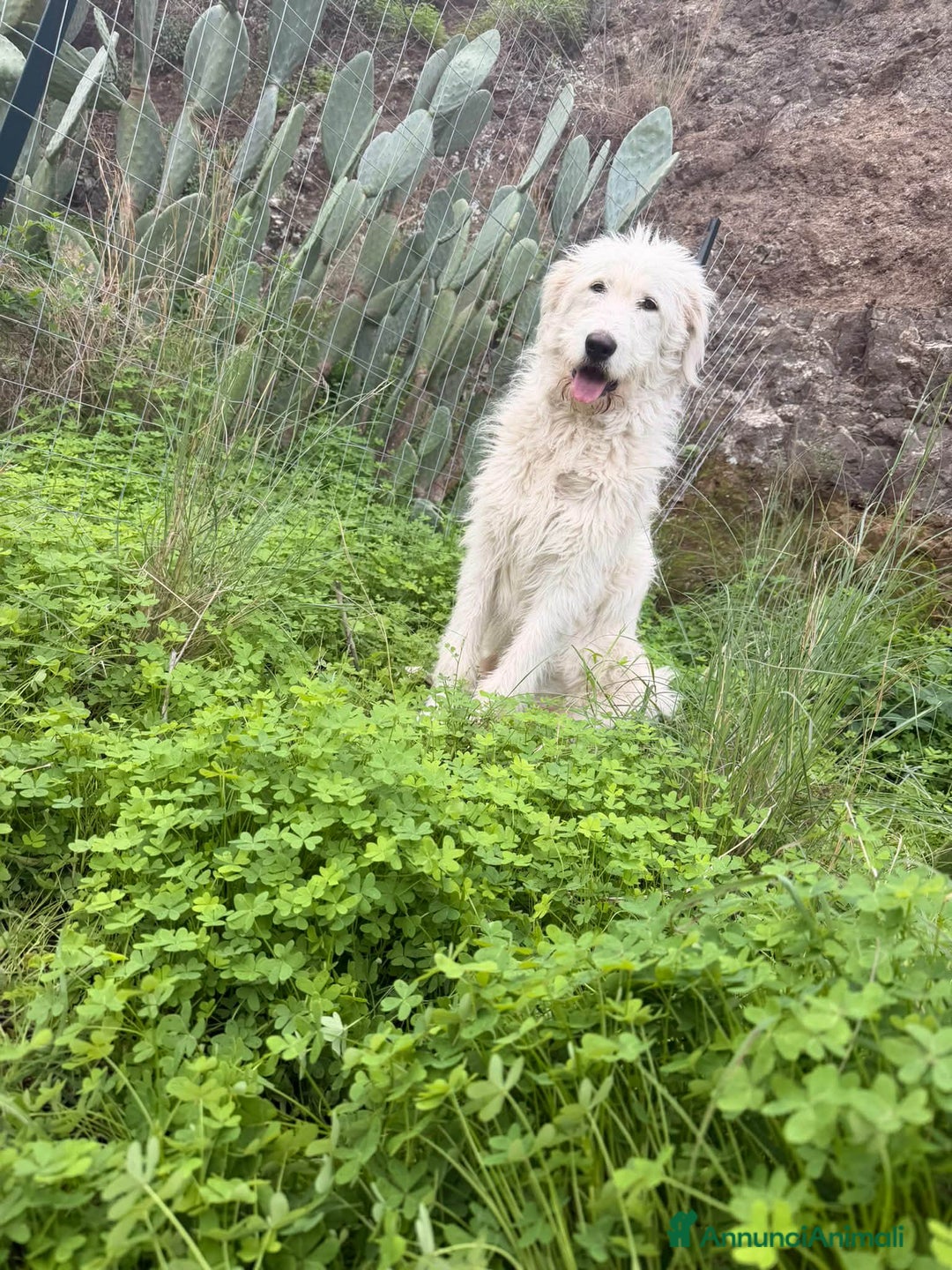 Meticcio cani in regalo: bellissima nuvola in regalo - Annuncio 3
