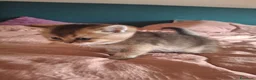 Scottish gatti in vendita: Gattini Scottish Straight  - Annuncio 15