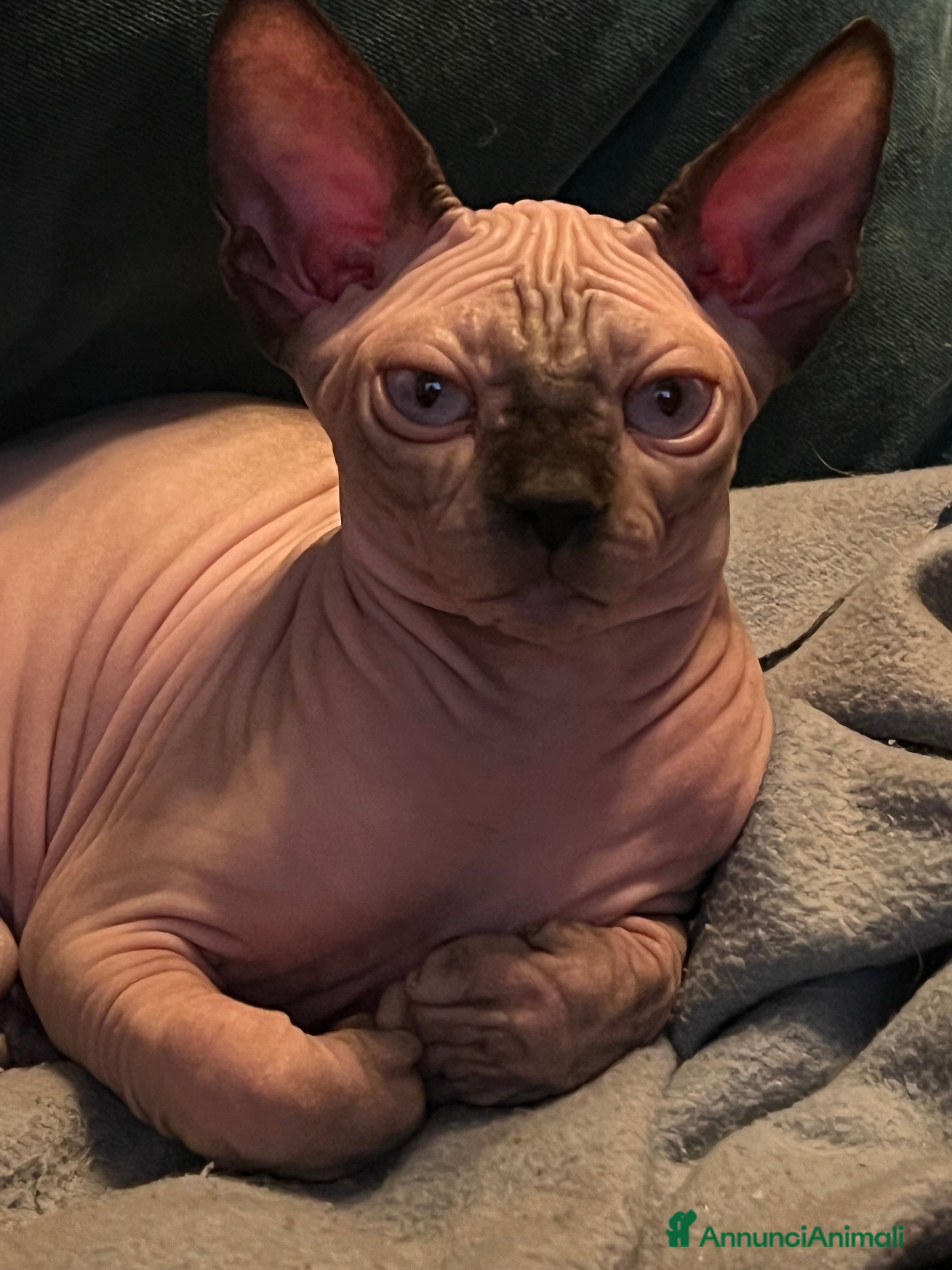 Sphynx gatti Sphynx  a Città metropolitana di Roma Capitale - Annuncio 17