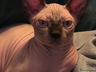 Sphynx gatti Sphynx a Città metropolitana di Roma Capitale - Annuncio 23