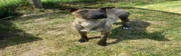 Pastore Belga cani in regalo: MALI', dolce pastore malinois - Annuncio 10