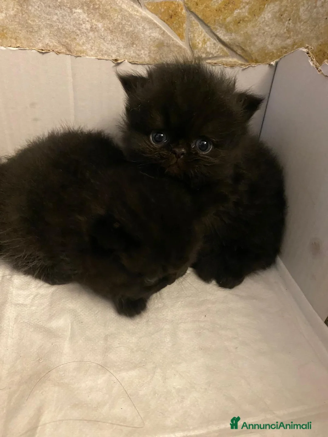 Persiano gatti in vendita: Cuccioli persiani exotic shorthair - Annuncio 2