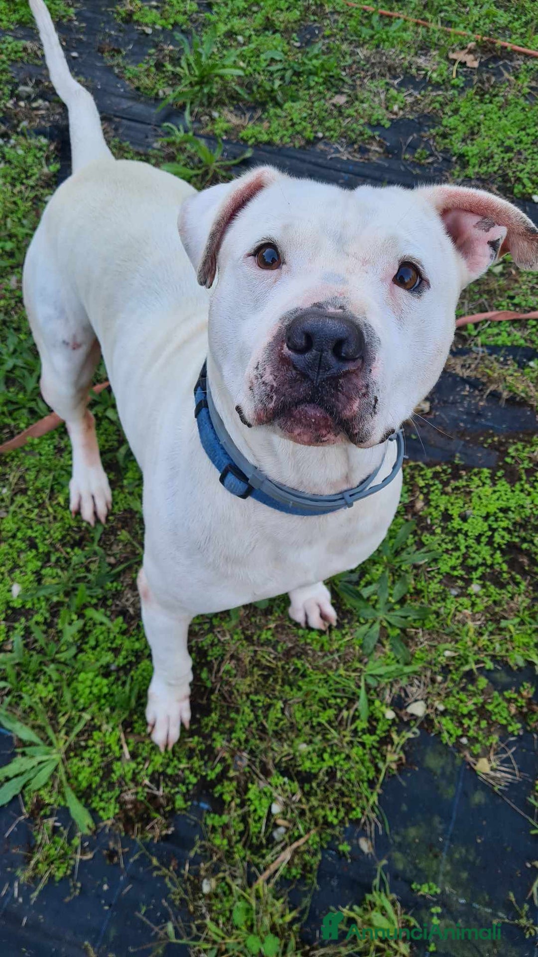 Pitbull cani in regalo: CIRO, PITBULL tanto dolce ma SOLO. - Annuncio 14