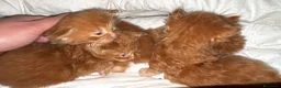 Maine Coon gatti in vendita: Maine coon cuccioli (Austin X Bastet) - Annuncio 6