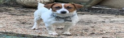 Jack Russell cani in vendita: Cucciola Jack Russell  pelo liscio con pedigree - Annuncio 3