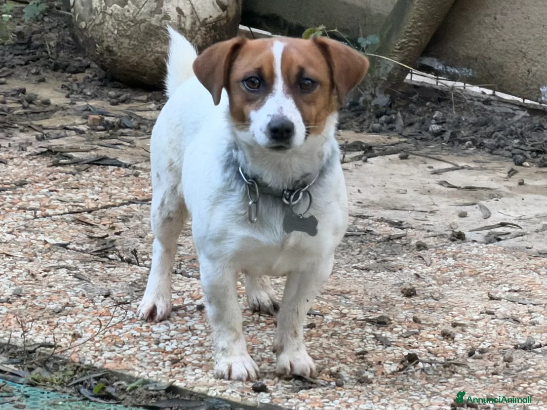 Jack Russell cani in vendita: Cucciola Jack Russell  pelo liscio con pedigree - Annuncio 3
