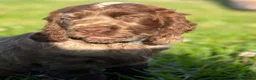 Cocker cani in vendita: Prenotazioni cuccioli di English Cocker Spaniel  a Provincia di Cosenza - Annuncio 23