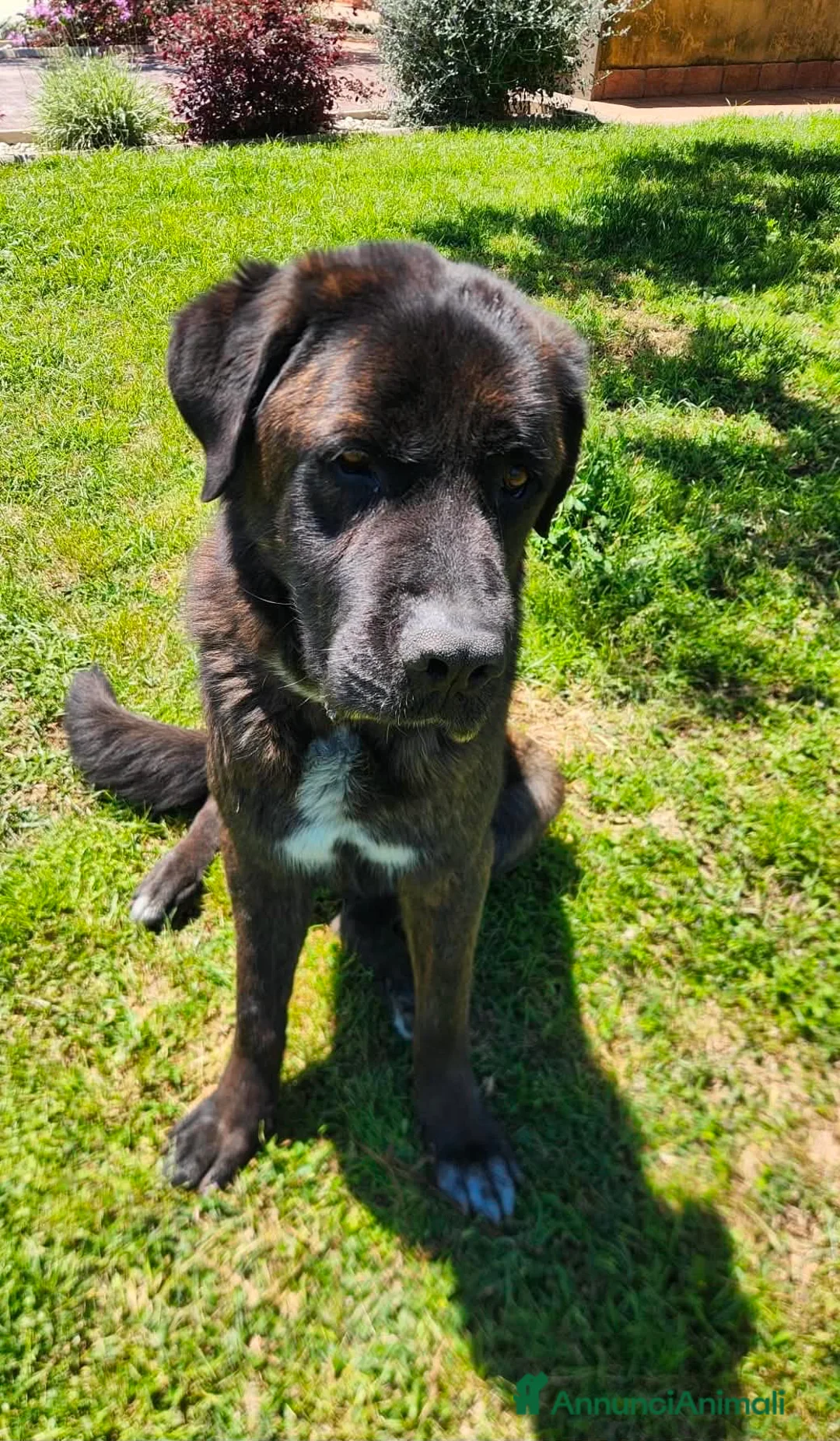 Meticcio cani in regalo: Meraviglioso simil Corso  a Città metropolitana di Milano - Annuncio 8