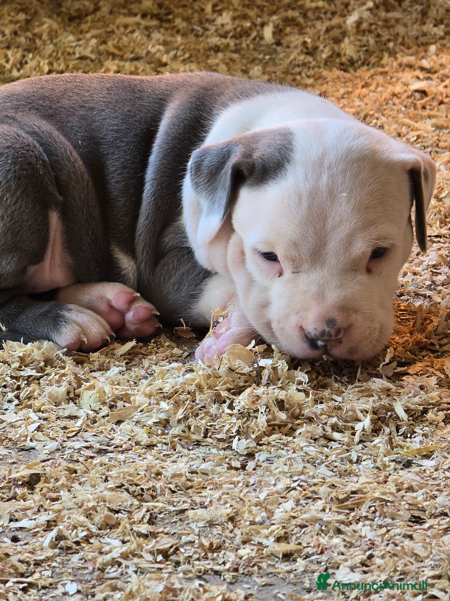 American Staffordshire cani Cuccioli Amstaff  - Annuncio 1