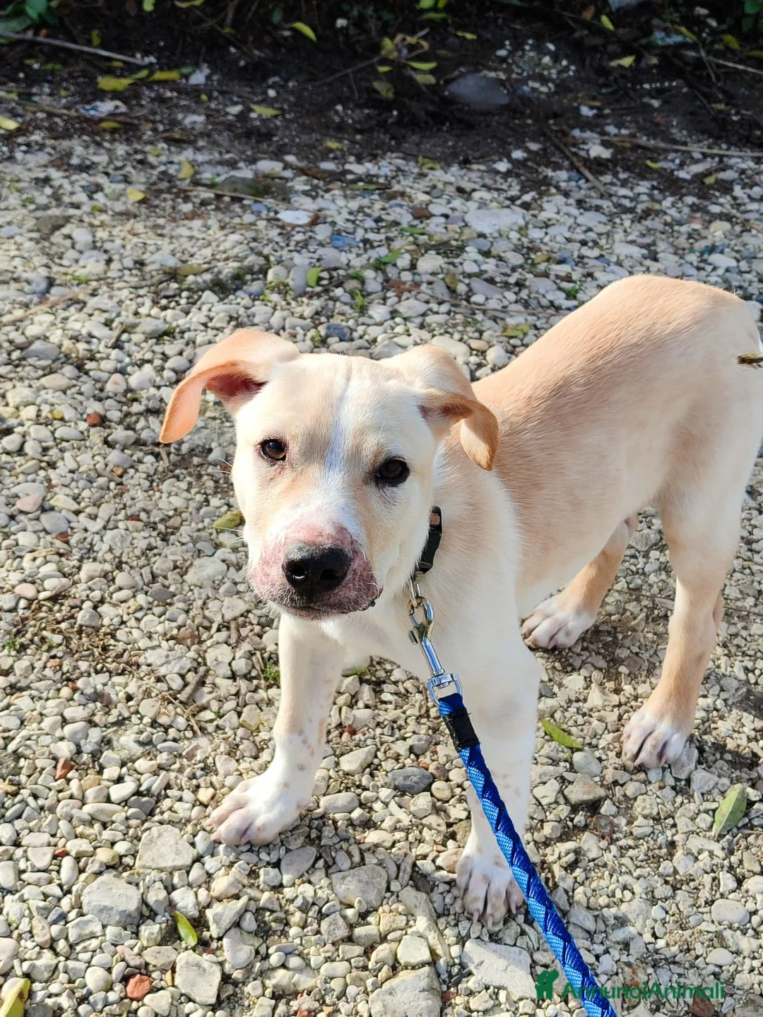 Meticcio cani in regalo: Rocky il cucciolo che ama i mici - Annuncio 3