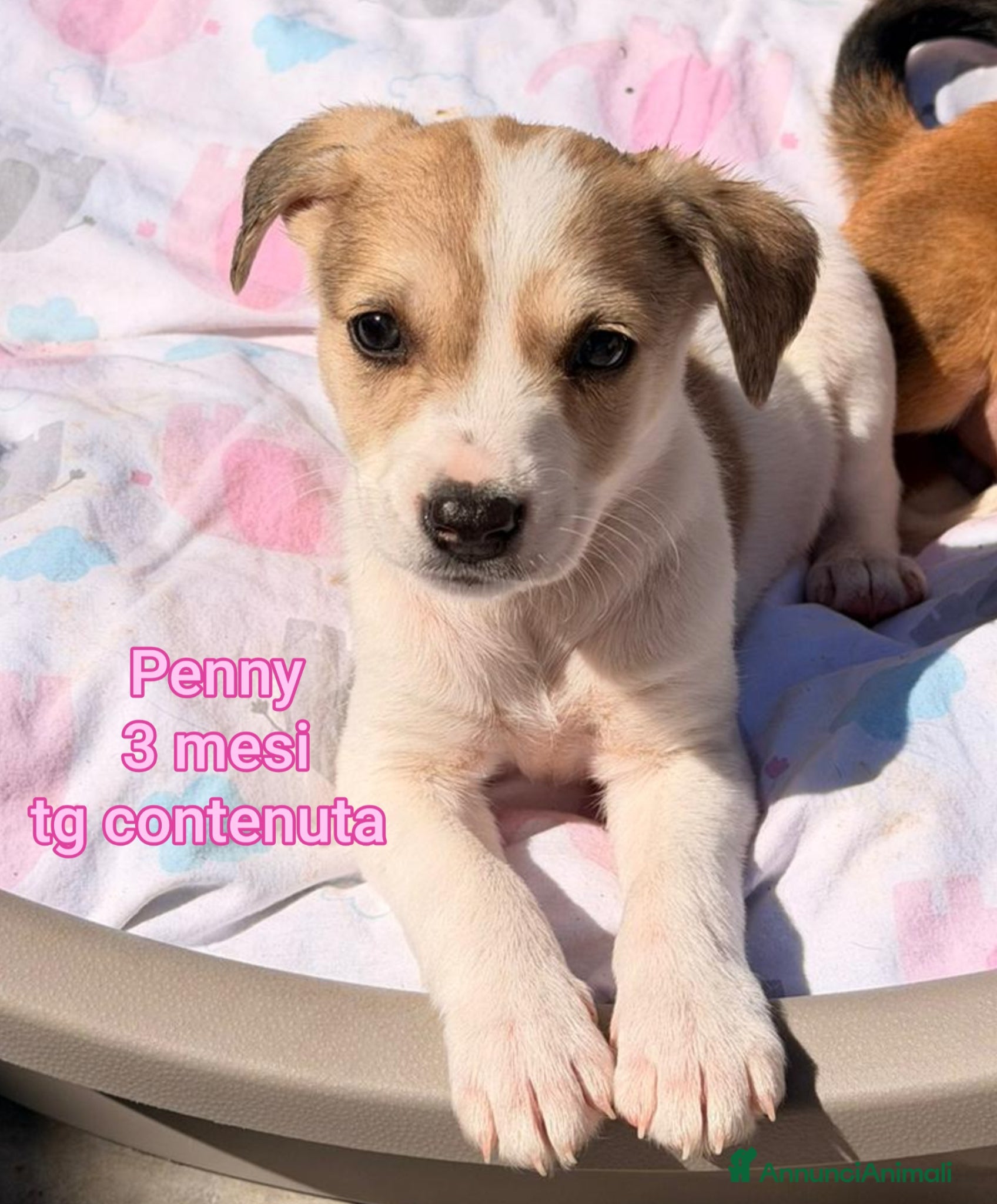 Meticcio cani SALVA UN CUCCIOLO!  - Annuncio 32