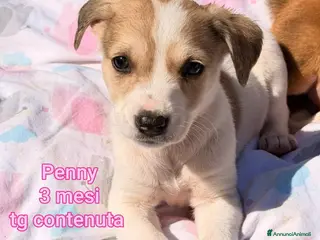 Meticcio cani SALVA UN CUCCIOLO! - Annuncio 32