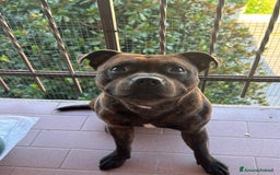 Staffordshire cani per accoppiamento: Cerco Staffordshire femmina per accoppiamenro - Immagine 1