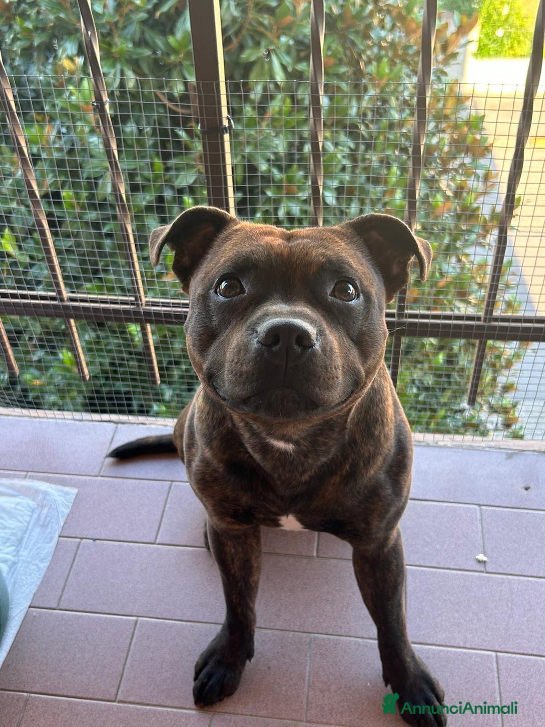 Staffordshire cani per accoppiamento: Cerco Staffordshire femmina per accoppiamenro - Immagine 1