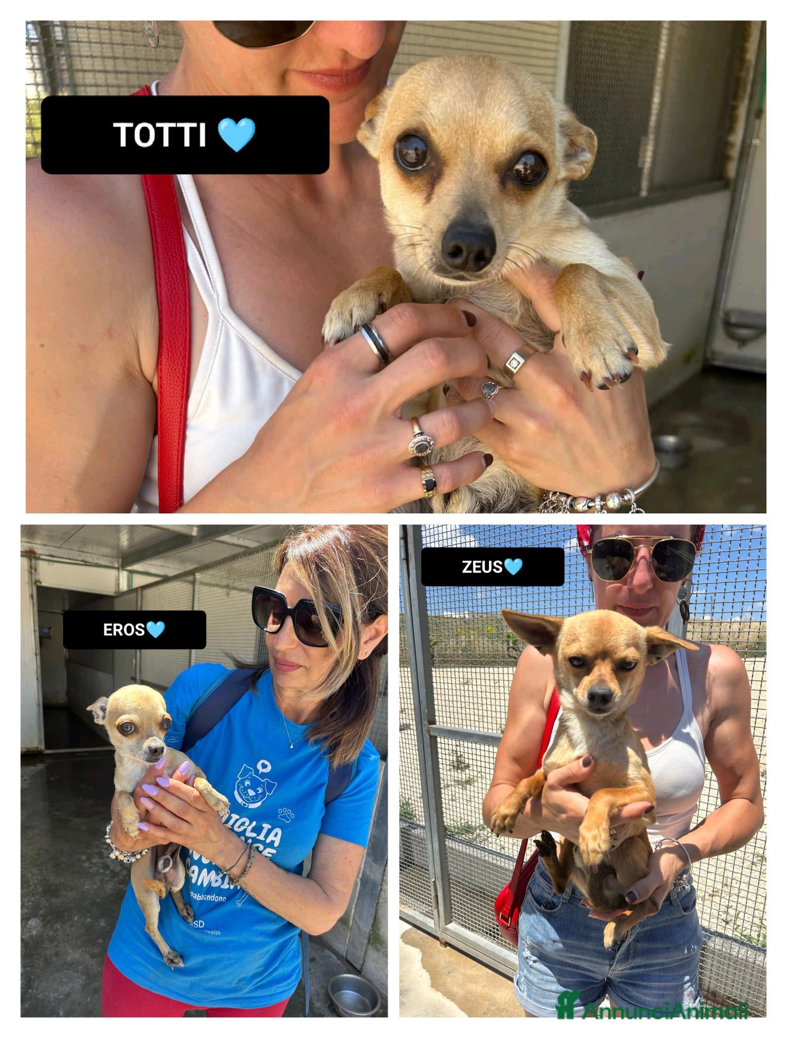 Meticcio cani TOTTI, EROS E ZEUS - Annuncio 18