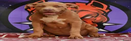 American Bully cani in vendita: Cucciole di American Bully XL. - Annuncio 2