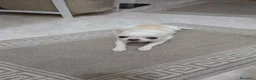 Chihuahua cani per accoppiamento: chihuahua per monta - Annuncio 18