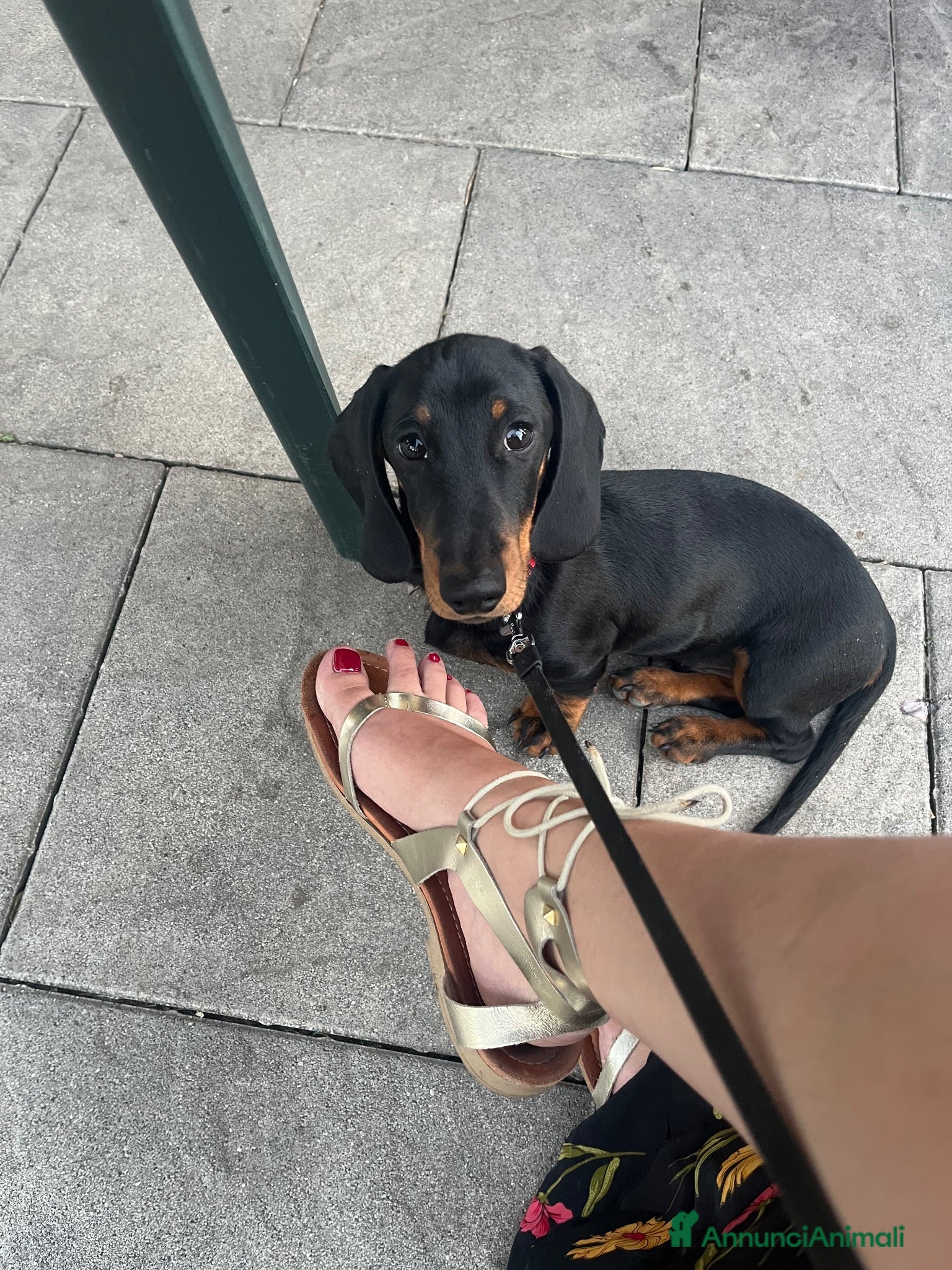 Bassotto cani Bassotto con pedigree per monta - Annuncio 7