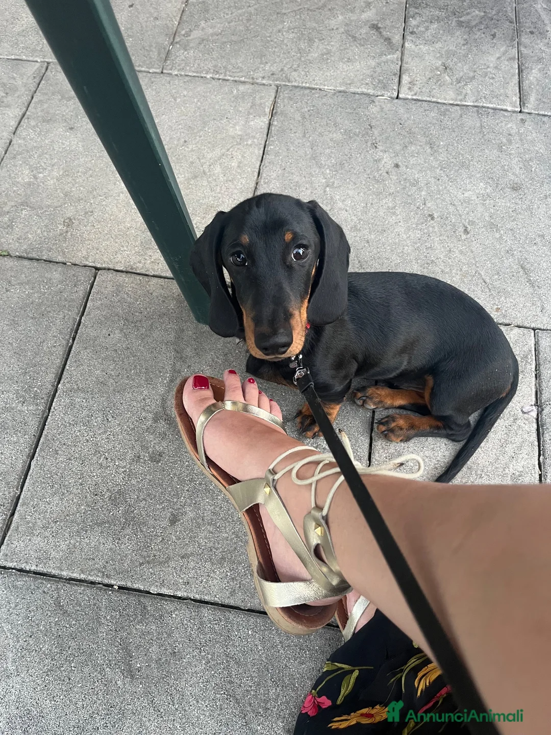 Bassotto cani per accoppiamento: Bassotto con pedigree per monta - Annuncio 1