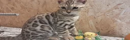 Bengala gatti in vendita: Bengala snow cucciolo - Annuncio 5