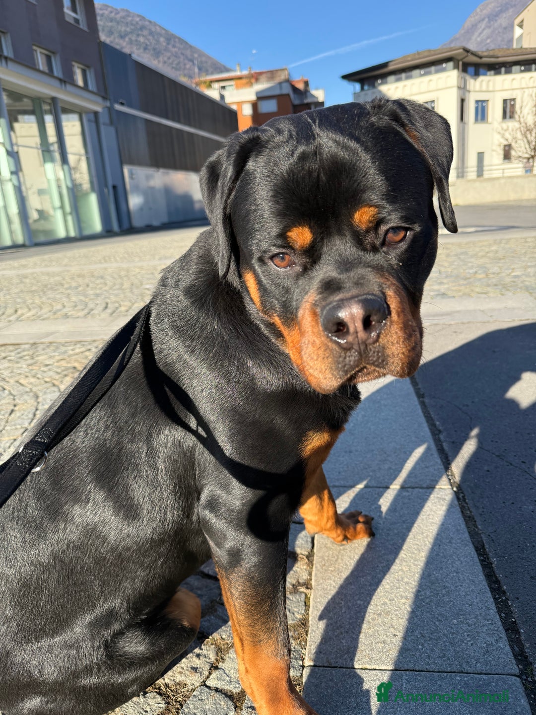 Rottweiler cani in vendita: Cucciolo di Rotweiler, 10 mesi - Annuncio 3