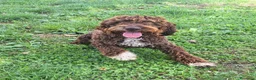 Lagotto cani in vendita: Cuccioli di Lagotto con Pedigree - Annuncio 2