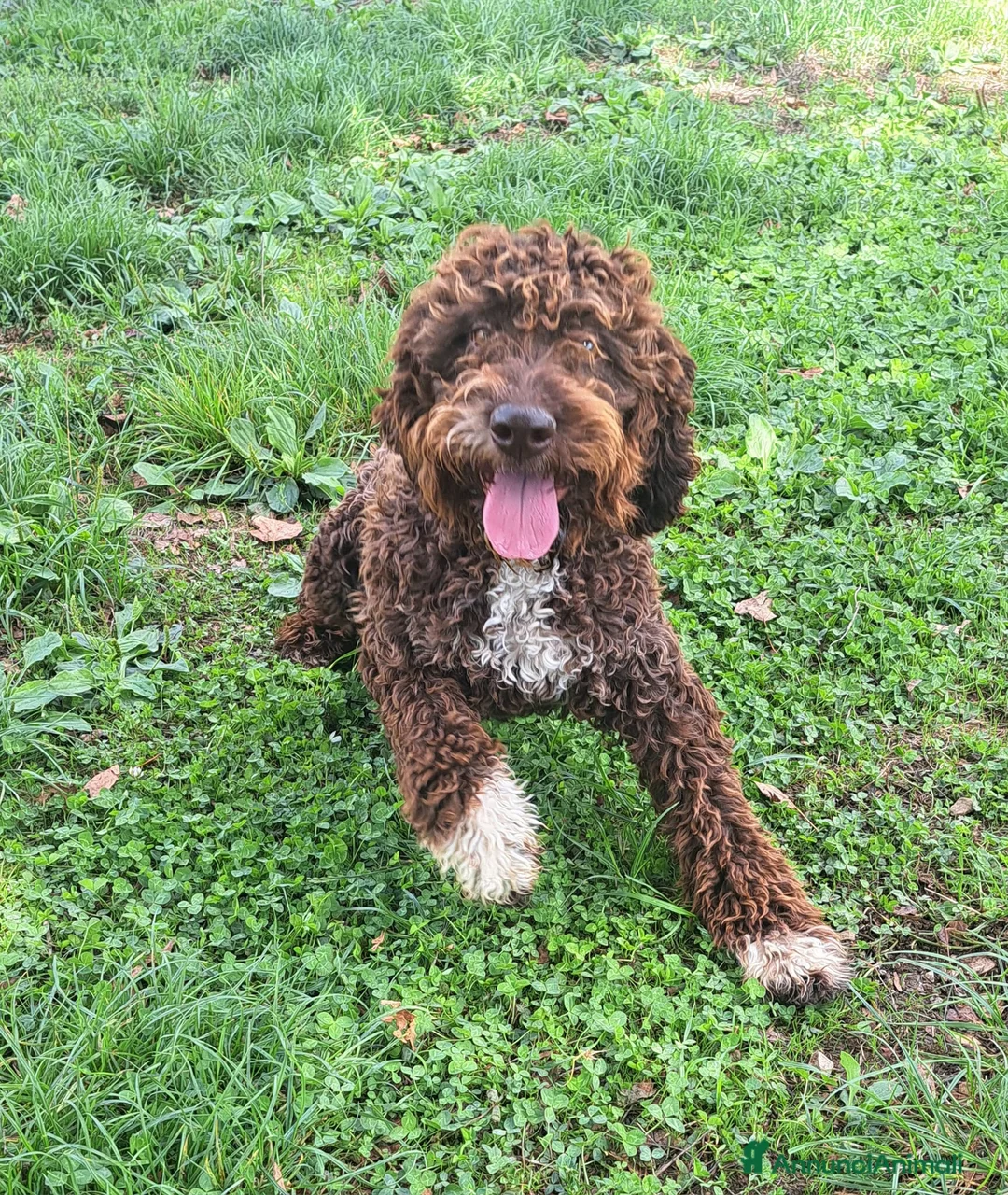 Lagotto cani in vendita: Cuccioli di Lagotto con Pedigree - Annuncio 2