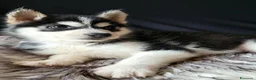 Husky cani in vendita: SIBERIAN HUSKY CUCCIOLATA CON PEDIGREE  - Annuncio 6