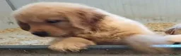 Golden Retriever cani in vendita: Cucciole Golden linea americana a Città Metropolitana di Bologna - Annuncio 2