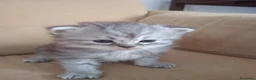 Persiano gatti in vendita: Cinque cuccioli di persiano - Annuncio 12