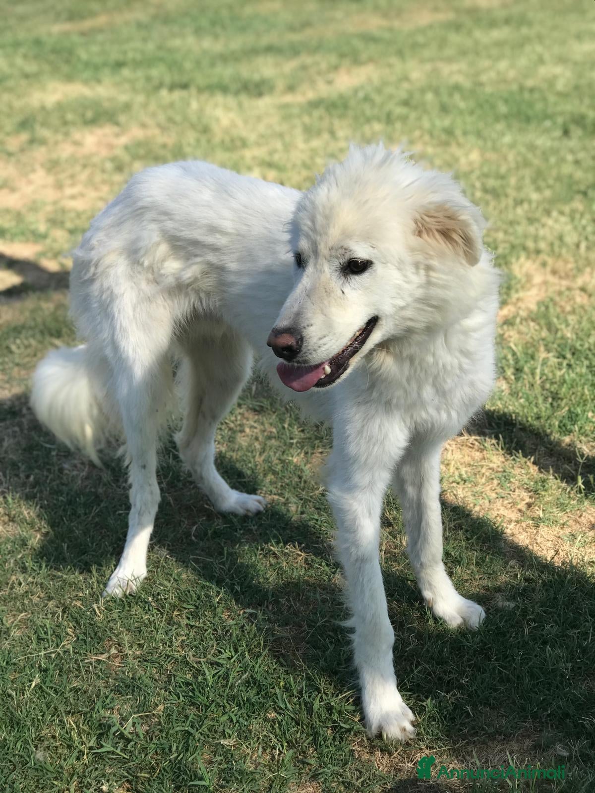 Pastore Maremmano cani  OTONE giovanissimo  maremmano in canile a Provincia di Latina - Annuncio 2