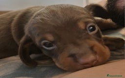 Bassotto cani in vendita: Bassotti kaninchen/nani a Città metropolitana di Roma Capitale - Immagine 3