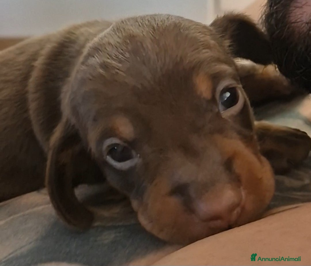 Bassotto cani in vendita: Bassotti kaninchen/nani a Città metropolitana di Roma Capitale - Immagine 3
