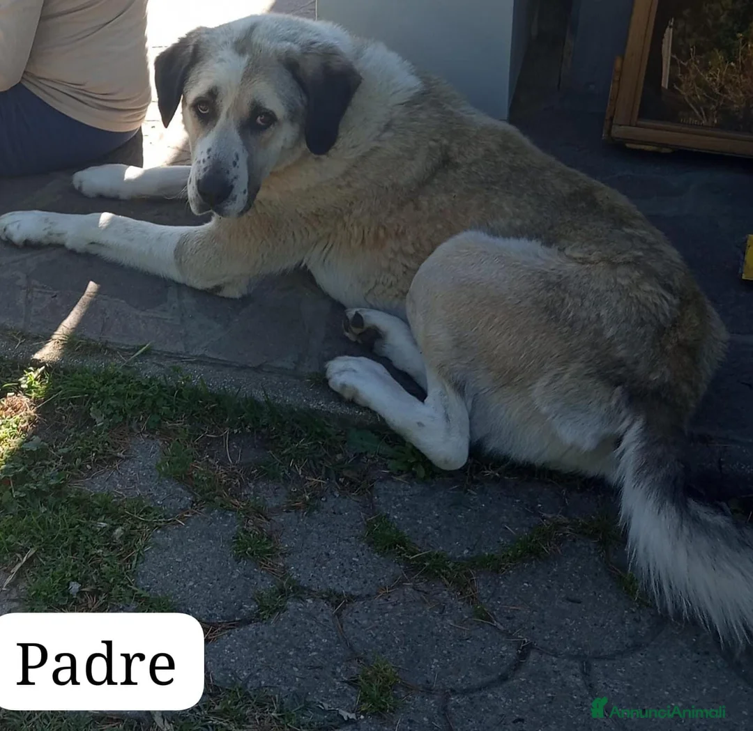 Pastore Asia Centrale cani in vendita: Cuccioli Cane da Pastore dell'Asia Centrale - Annuncio 2