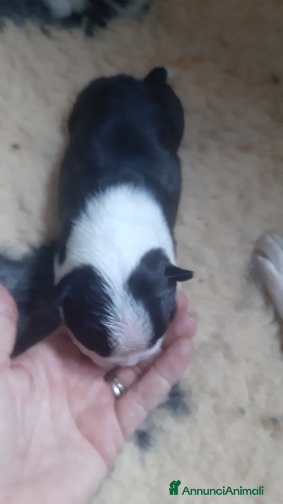 Boston Terrier cani in vendita: Boston terrier con pedigree  a Metropolitan City of Milan - Immagine 17