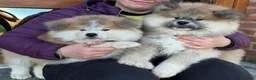 Akita Inu cani in vendita: Cuccioli akita Inupelo lungo  - Annuncio 4