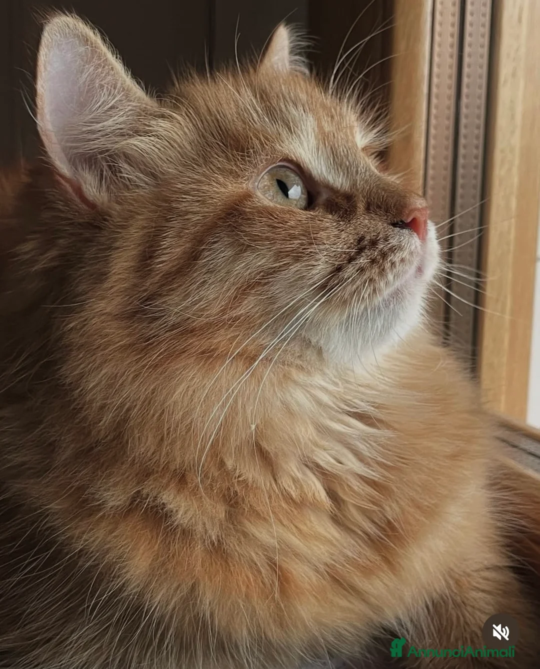 Immagine della galleria {{count}}