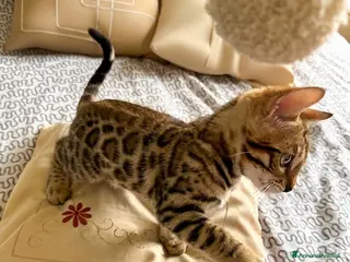 Bengala gatti Cucciolo bengala - Annuncio 5