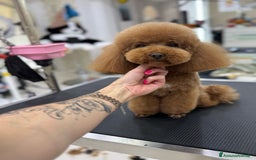 Barboncino Toy cani per accoppiamento: Barboncino Toy per accoppiamento  - Annuncio 5