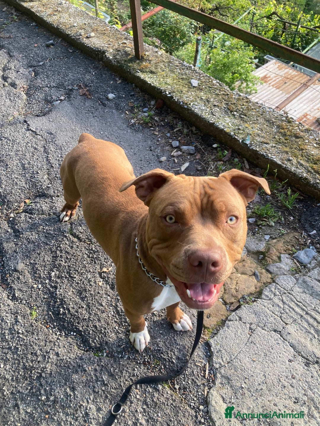 Pitbull cani in regalo: Diego - Annuncio 1