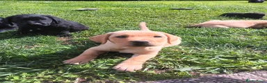 Labrador 1