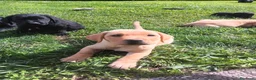 Labrador cani in vendita: Cuccioli labrador  a Provincia di Belluno - Annuncio 3
