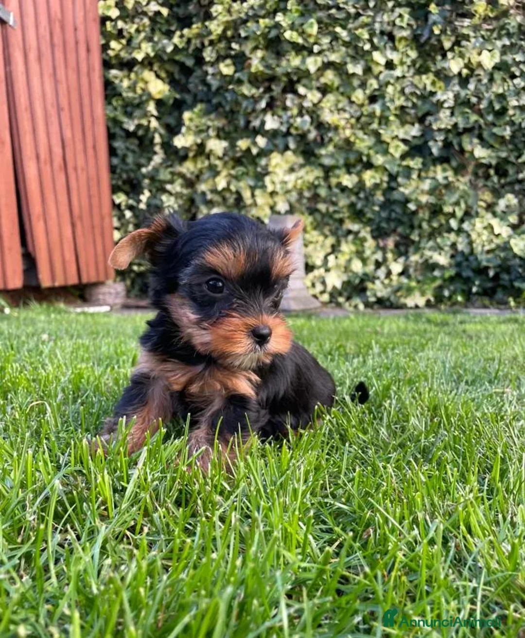 Yorkshire cani in vendita: Cuccioli di Yorkshire Terrier - Annuncio 1