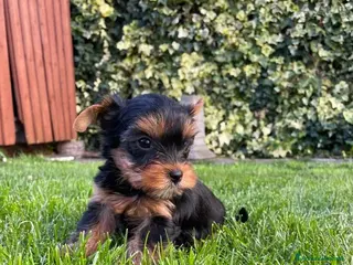 Yorkshire cani Cuccioli di Yorkshire Terrier - Annuncio 1