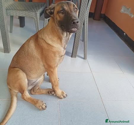 Pastore Tedesco cani Kuba dal carattere solare - Annuncio 6