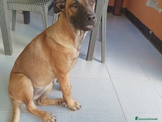 Pastore Tedesco cani Kuba dal carattere solare - Annuncio 2